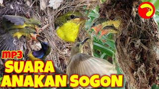 mp3 pikat burung sogon anakan memanggil indukan