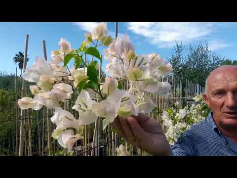 Video: Tagliare le piante di bouganville - Scopri come potare le piante di bouganville