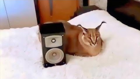un video más mi gente música de Don pollo 😅🐓🐔
