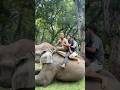 Hatti Mathi Basera Hattilainai Yasari Chalaudaraixan Vairalshorts Elephant Hatti Mathi Basera Hattilainai Yasari Chalaudaraixan Vairalshorts Elephant