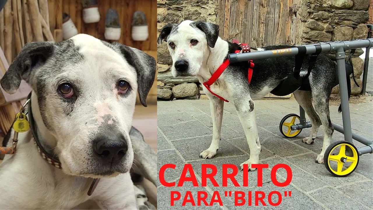 Carritos artesanales para perros y gatos discapacitados