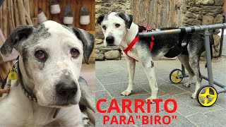 Como hacer carrito para perro / Cart for dogs