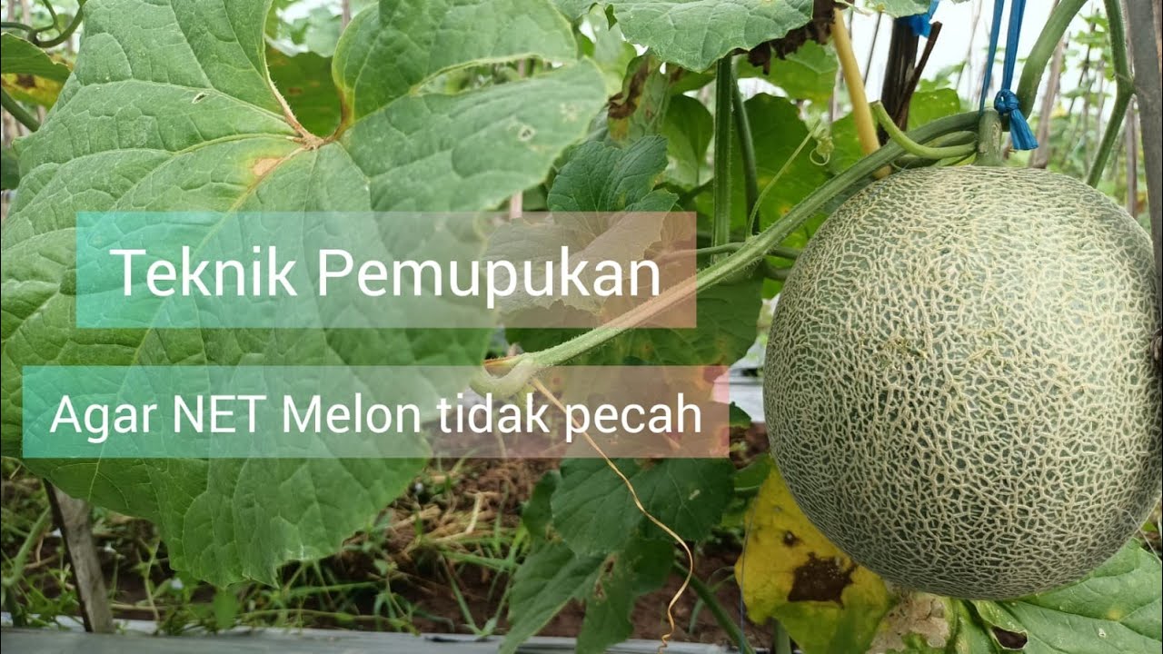 Agar net melon tidak pecah melon cap kujang YouTube