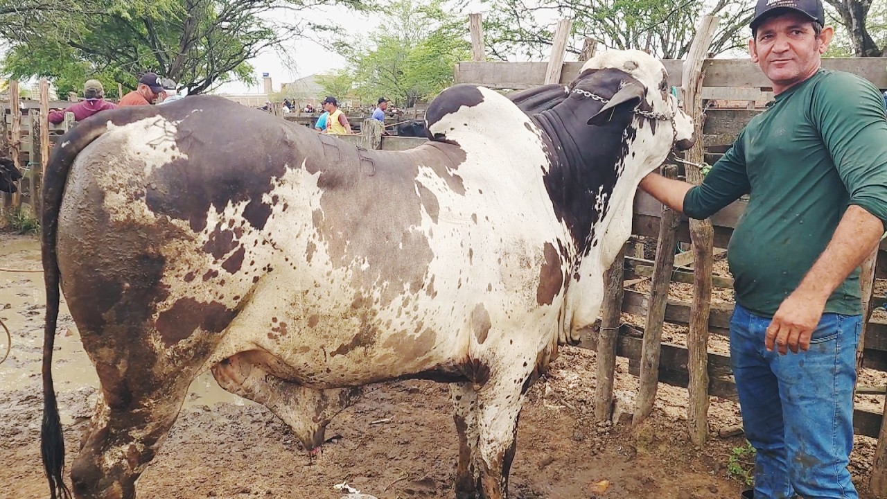 FEIRA DO GADO EM CACHOEIRINHA-PE  02-07-2026 #nordeste
