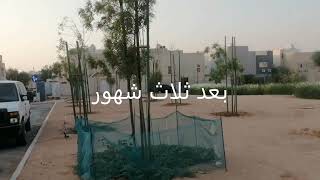 الرياض الخضراء Green Riyadh