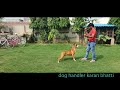 BOXER || DOBERMAN ||BEAGEL || DADRA KENNEL || SCOOBERS