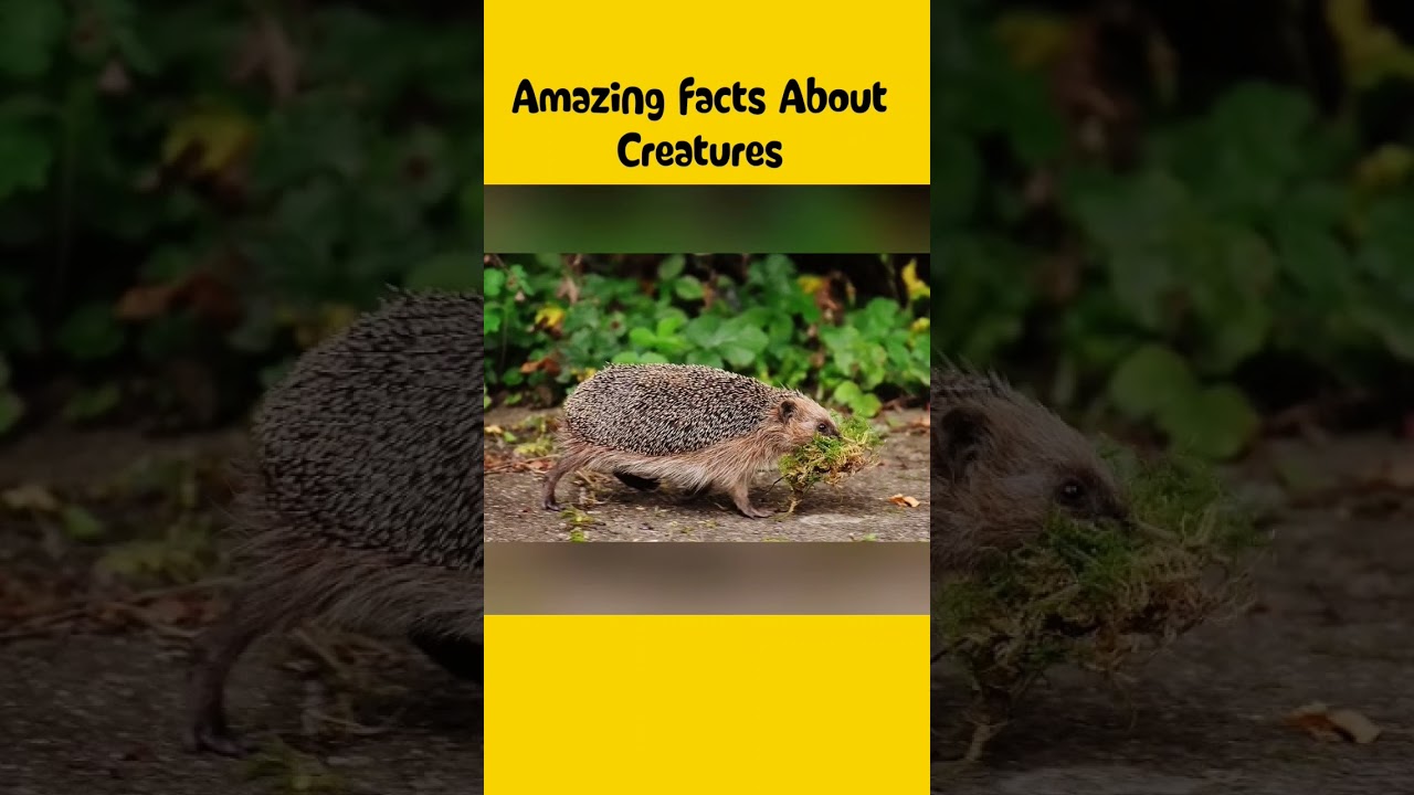 interestingfactsaboutcreatures,