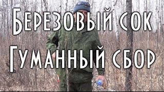 видео Как закатывать березовый сок: 5 рецептов