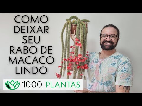 Vídeo: Cleistocactus Gênero: Cultivo de plantas de cacto Cleistocactus
