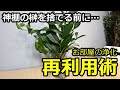 【神棚】榊の再利用法 捨てるのはちょっと待って！ 浄化