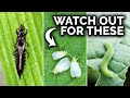 7 pests you probably have in the garden and what to do
