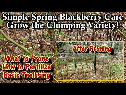 فيديو: Cephaleuros of Blackberry Plants: إدارة العليق باستخدام بقع الطحالب
