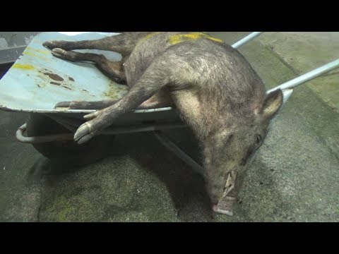 猪の剥製 Japanese professional hunters dismantle boar - YouTube