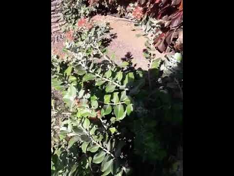 Video: ¿Qué es un árbol Pohutukawa? Cuidado del árbol de Navidad en Nueva Zelanda