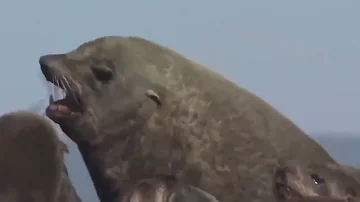 Sea Lion's Wild Nature National Geographic Documentary// Lions of the Deep