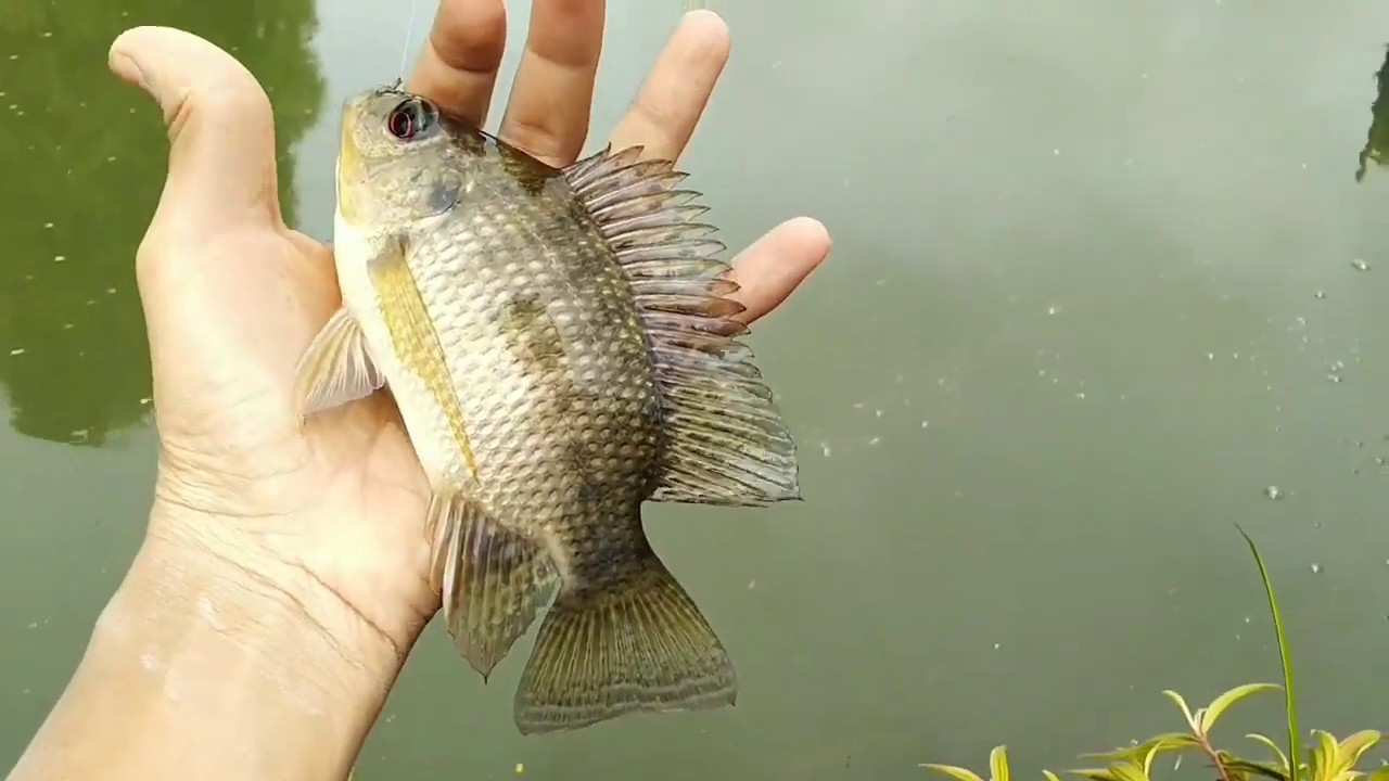Mancing Ikan Nila Babon Dispot Keruh