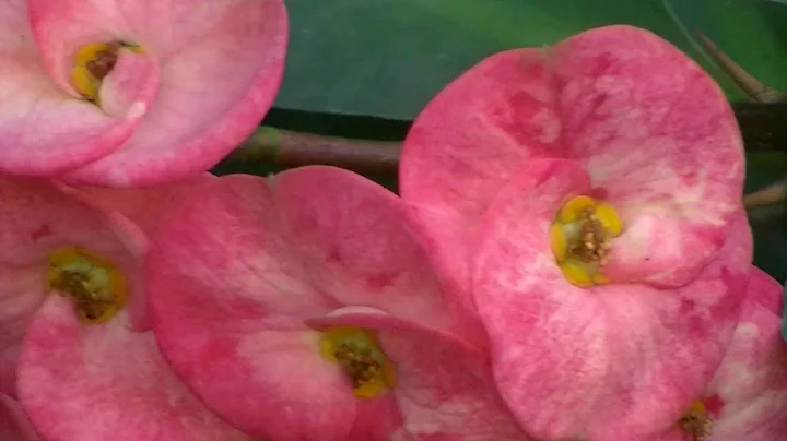 JVC Everio GZ-HD310 80gb video test