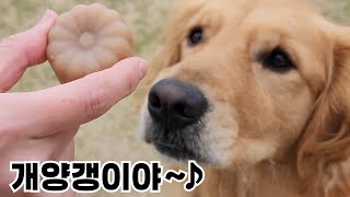 Puppy Bamyanggang♪ by 나렝아치 NaRengAchi 4,019 views 1 month ago 3 minutes, 47 seconds