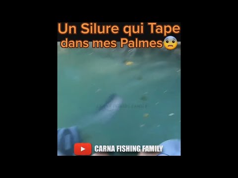 Silure qui Tape