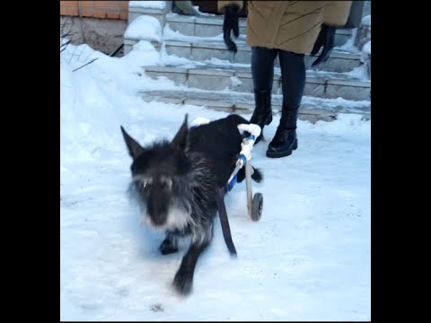 Коляски для собак и кошек, у которых парализованы задние лапы #ЛюдиДела(52)