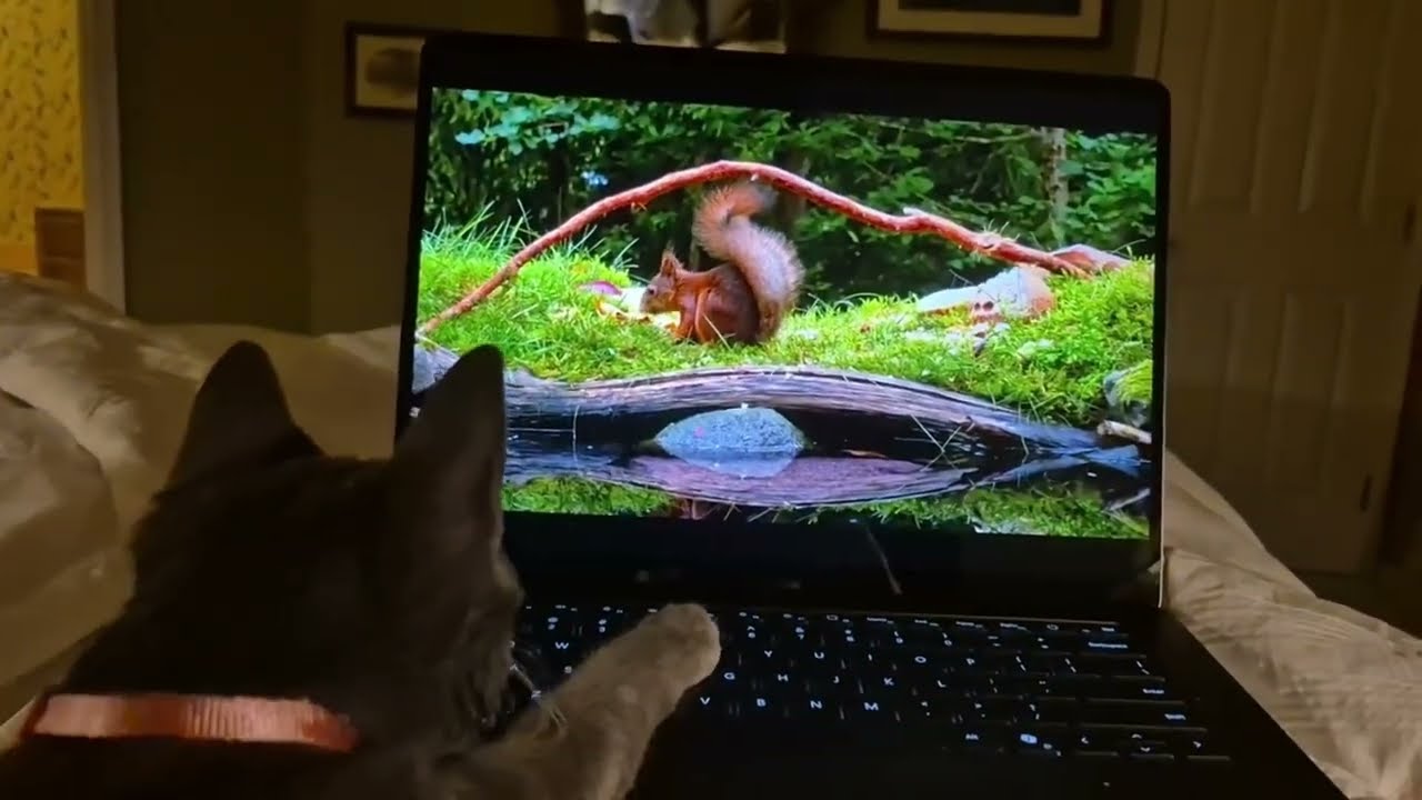 Кот впервые смотрит кошачье телевидение