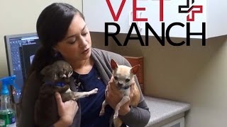 Chihuahuas Need Major Dental Work