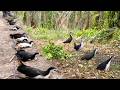Traditional Bird Trapping Skills You Can’t Miss #GlobalBirdTales 