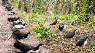 Traditional Bird Trapping Skills You Can’t Miss #GlobalBirdTales 