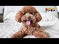 【衝撃】可愛い犬ランキング毛の抜けにくい犬TOP10【ターボくん初コラボ特典】