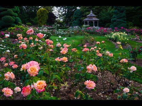 Seattle S Beautiful Woodland Park Rose Garden Youtube