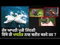 Facts about birds in punjabi  punjabi  random facts  azaad panjabi