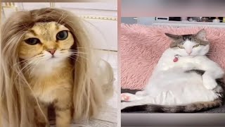 22 Minutes of Adorable Kittens and cats😍 |cutest kitten videos|BEST Compilation