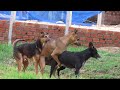 All animal breeds  best dog breeds  sweet dogs playing on grass