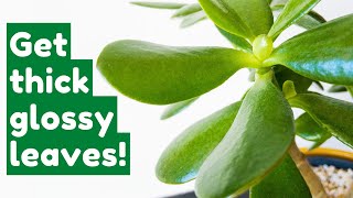 Tips For A Healthy Jade Plant