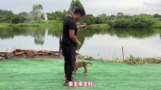 狗狗定在原地不动是怎么训练的有哪些方法训犬师一步到位教学#宠物 #训犬师 #训狗