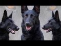 Black German Shepherd