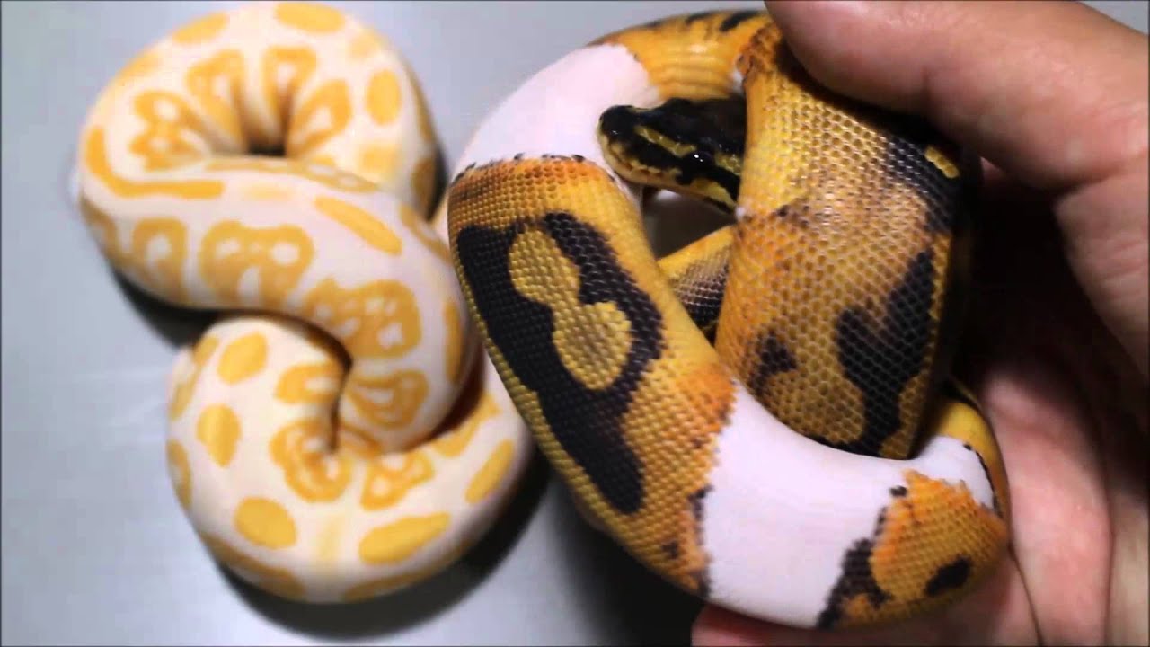pikachu pokemon Ball Pythons and Blood Pythons FOR SALE.