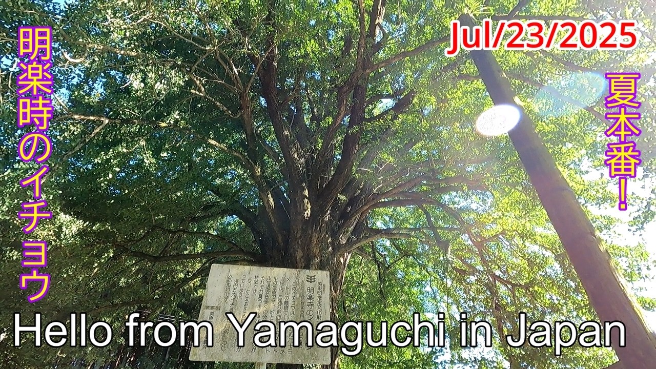 【夏真っ盛り！　明楽寺のイチョウ】美祢市美東町　2025年07月23日