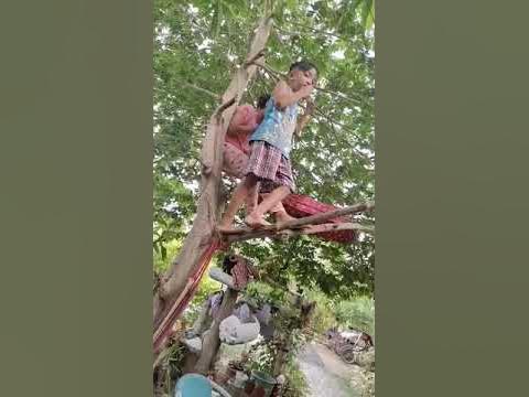 alateris tree. - YouTube