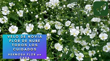 ¿Cómo se llama la flor de la novia?