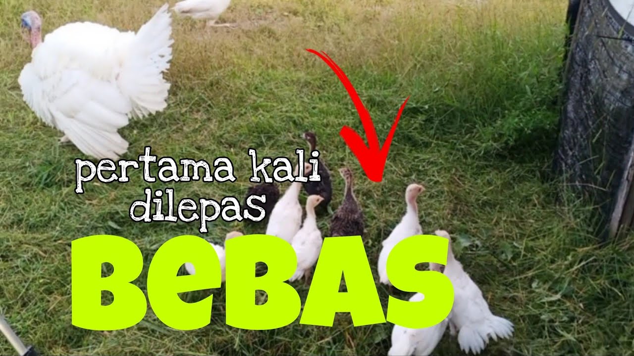 [Episid509] 2in1 video urusan ayam belanda : bebaskan dia buat kali pertama.