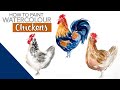 How To Paint Watercolour Chickens (And A Rooster)