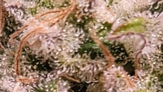 ROUND 2 - PRIZE PHENO - Fat Bastard by Blimburn Seeds - Month of veg