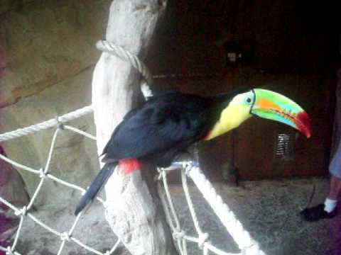 Cri Du Toucan Aquarium D Amneville Youtube Cri Du Toucan Aquarium D Amneville Youtube