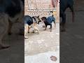 German Shepherd vs. Rottweiler!! Wtf! #dogs #shorts
