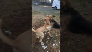 Two minutes of morning Zen Buddy B and Matches please like subscribe and comment below