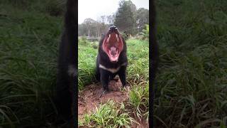 “Tasmanian Devil: “This Animal Screams Like a Demon While Eating”