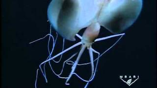 Magnapinna sp. - The Long-armed Squid