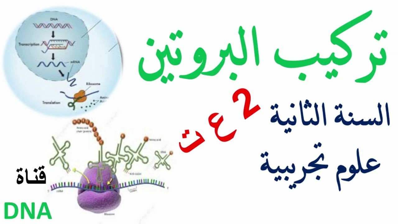 تركيب البروتين 2 ثانوي