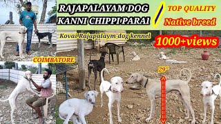 RAJAPALAYAM DOG|இராஜபாளையம்நாய் |coimbatore|Gowthams view by Voice of Gow 4,232 views 2 years ago 11 minutes, 59 seconds